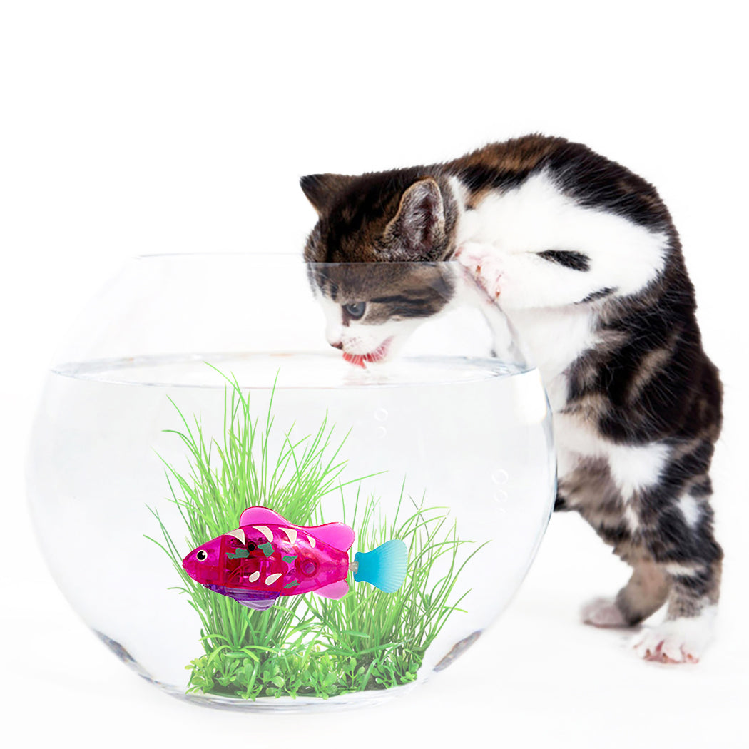 Swimming fish toy — lifestyle cat play