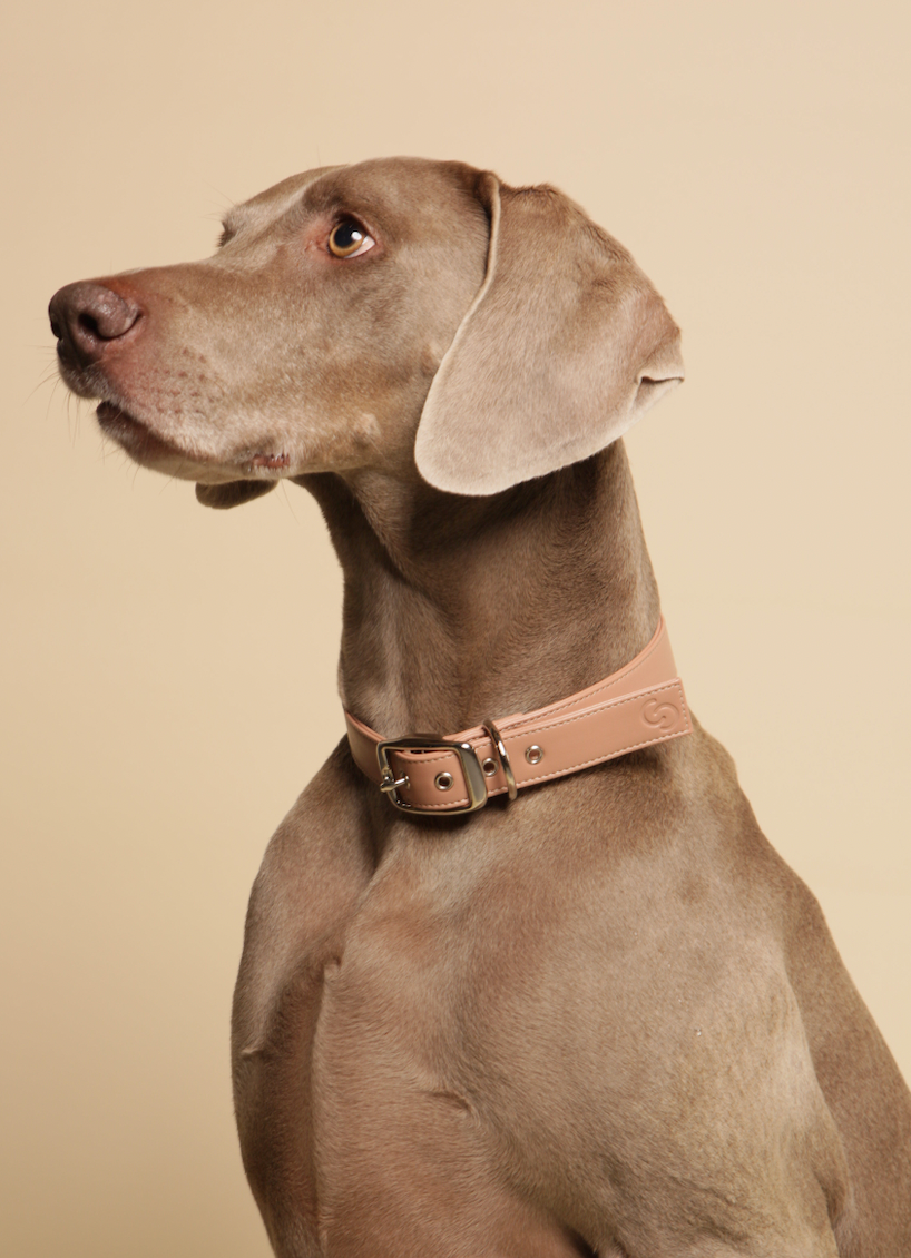 Blush pink apple leather dog collar showing shape and hardware
