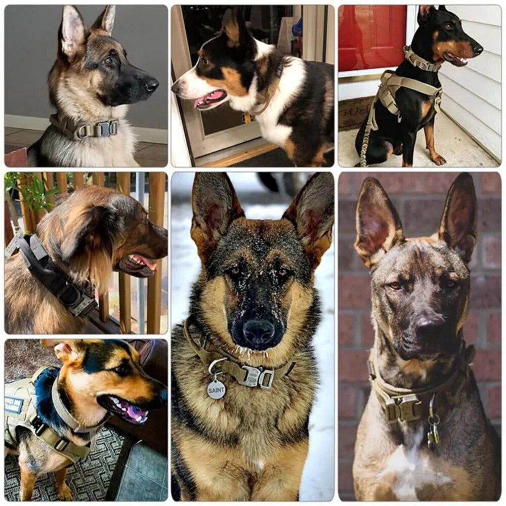 Tactical dog collars — lifestyle photo with German Shepherds